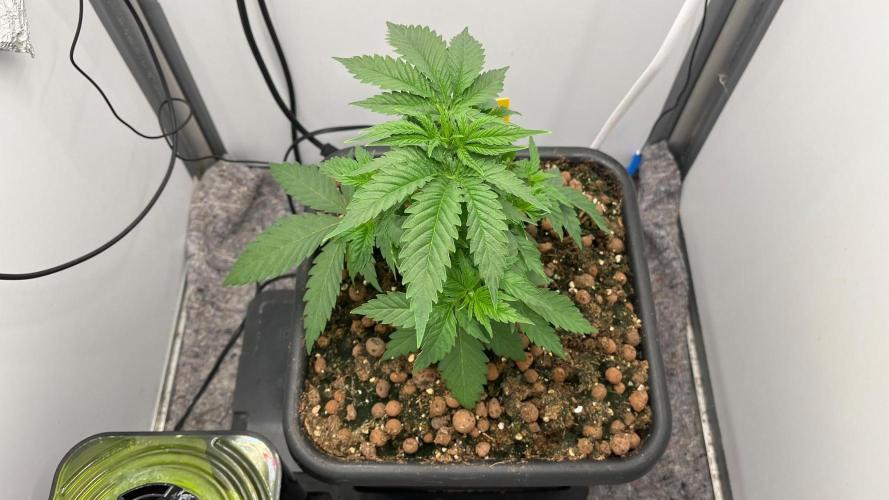 Mega Power Plant Spliff Seeds. Week 5 - D32