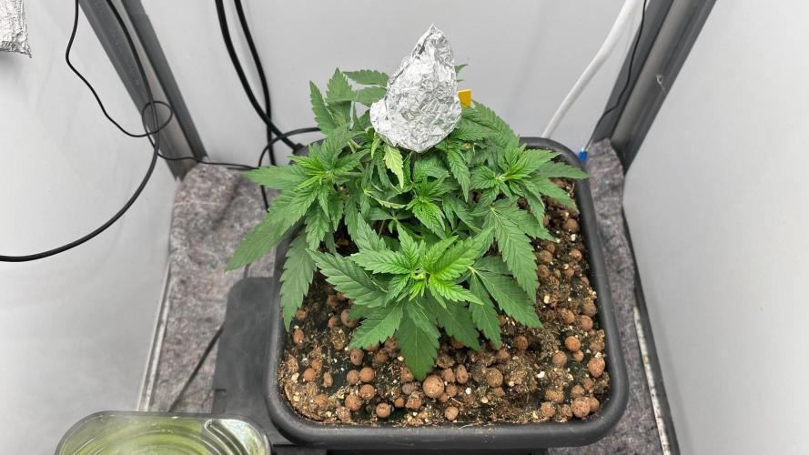 Mega Power Plant Spliff Seeds. Week 5 - D33