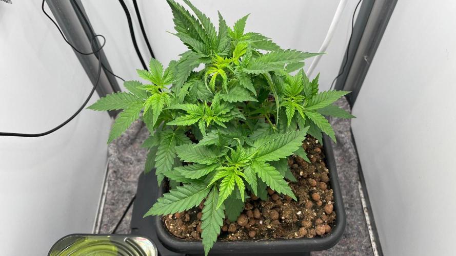 Mega Power Plant Spliff Seeds. Week 6 - D36