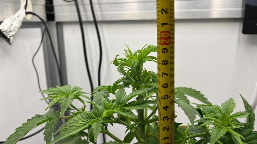 Mega Power Plant Spliff Seeds. Week 6 - D36