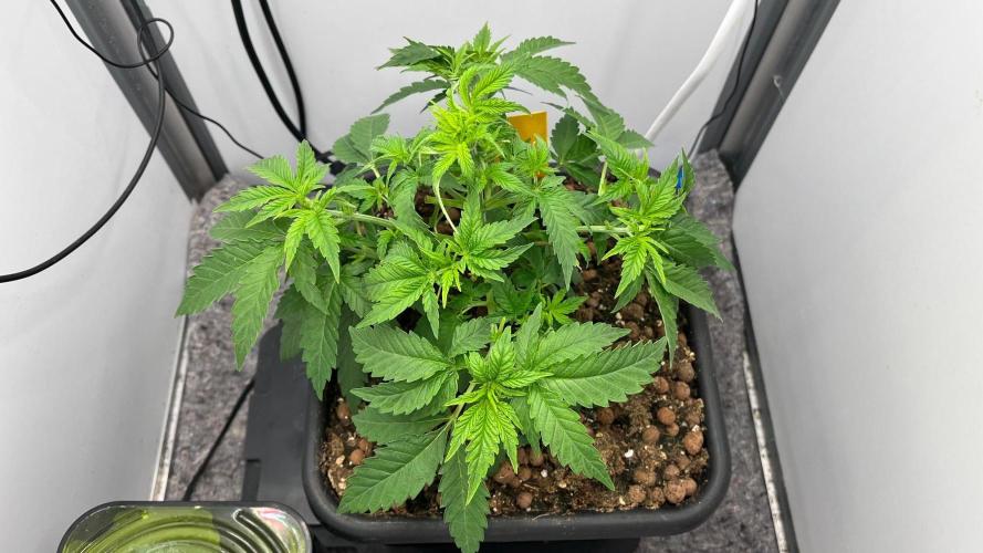 Mega Power Plant Spliff Seeds. Week 6 - D36