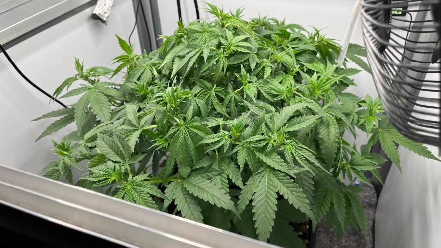 Mega Power Plant Spliff Seeds. Week 8 - D53