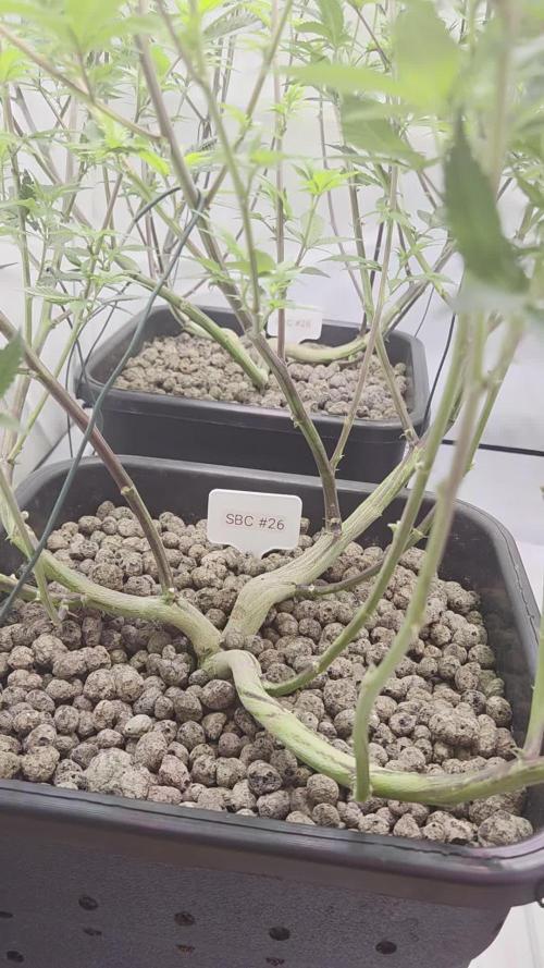 SBC #26 Super Buff Cherry