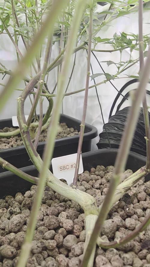 SBC #26 Super Buff Cherry