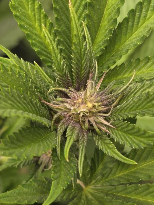 SBC #26 Super Buff Cherry. Week 10