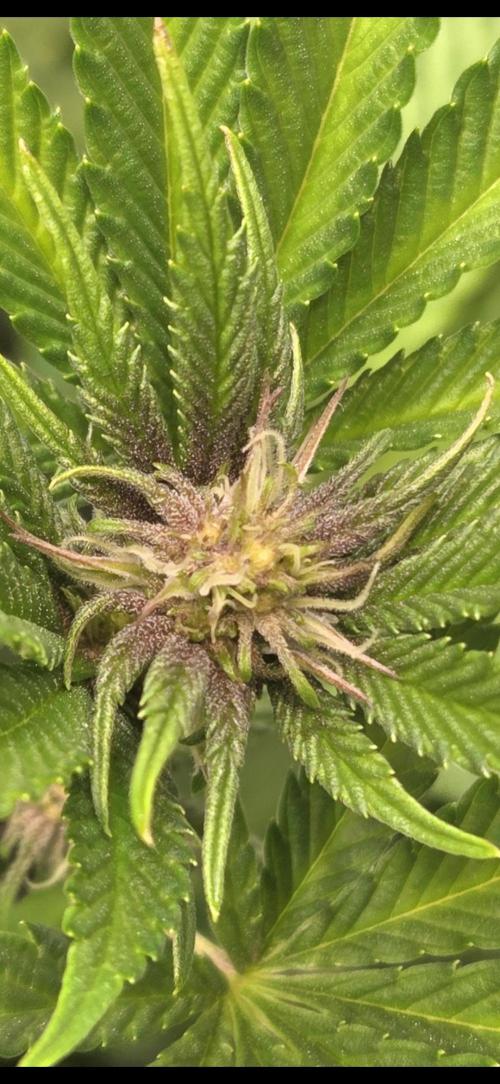 SBC #26 Super Buff Cherry. Week 10