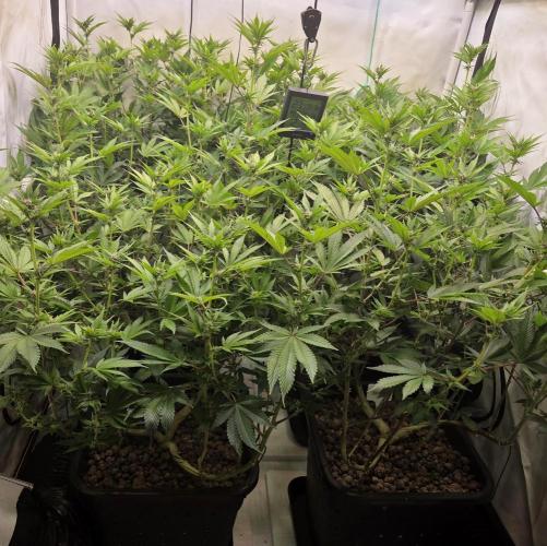 SBC #26 Super Buff Cherry. Week 10