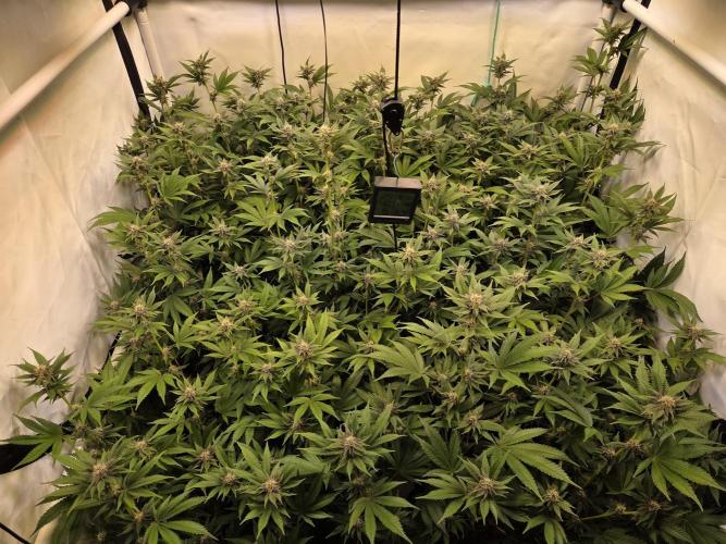 SBC #26 Super Buff Cherry. Week 11