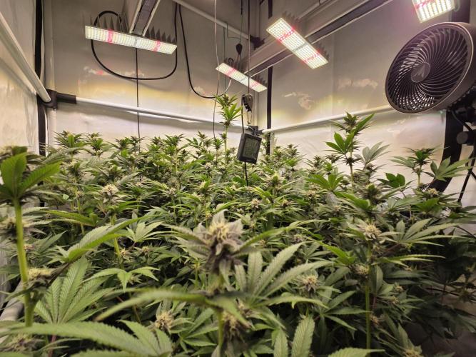 SBC #26 Super Buff Cherry. Week 11