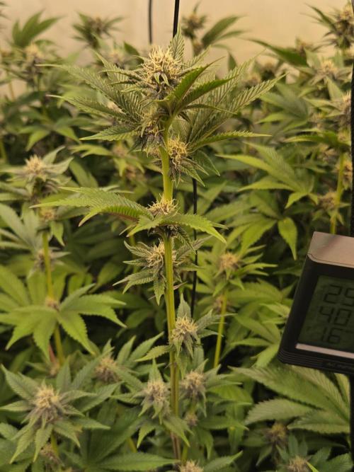 SBC #26 Super Buff Cherry. Week 11