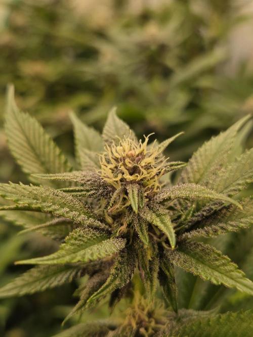 SBC #26 Super Buff Cherry. Week 11