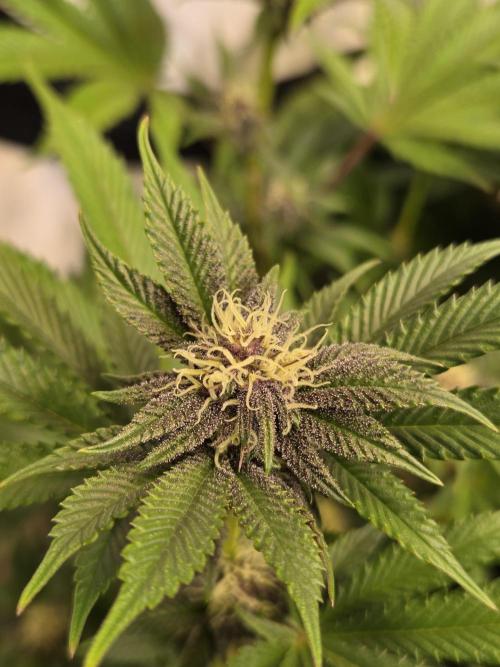 SBC #26 Super Buff Cherry. Week 11