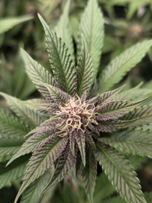 SBC #26 Super Buff Cherry. Week 11