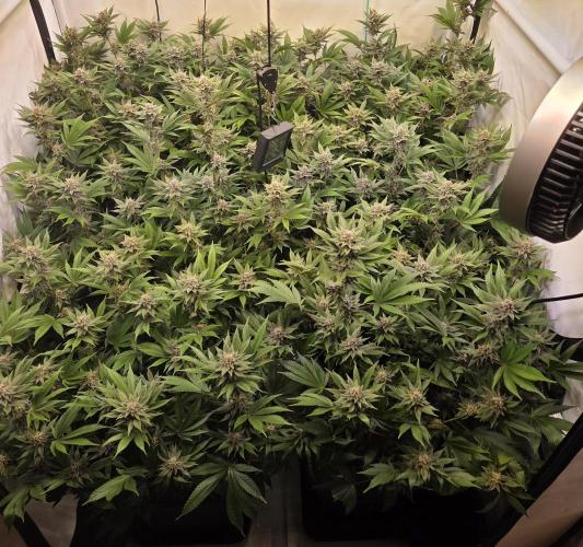 SBC #26 Super Buff Cherry. Week 12