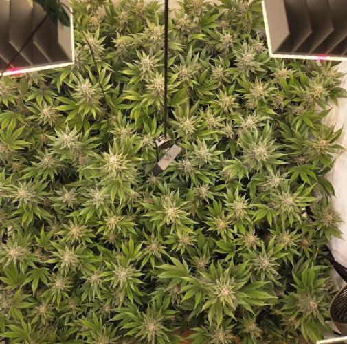 SBC #26 Super Buff Cherry. Week 12