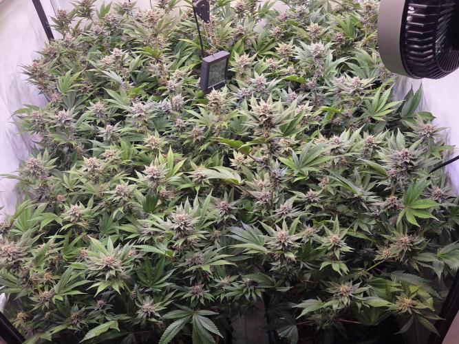 SBC #26 Super Buff Cherry. Week 12