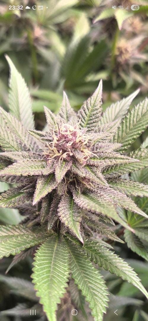 SBC #26 Super Buff Cherry. Week 12