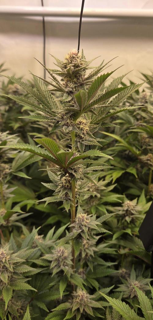 SBC #26 Super Buff Cherry. Week 12