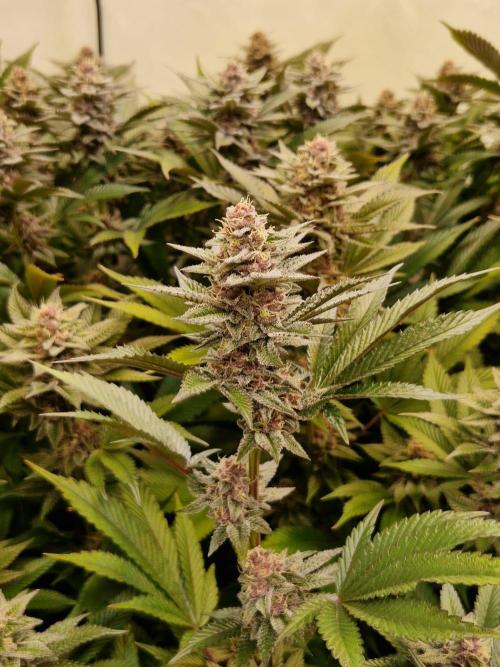 SBC #26 Super Buff Cherry. Week 13