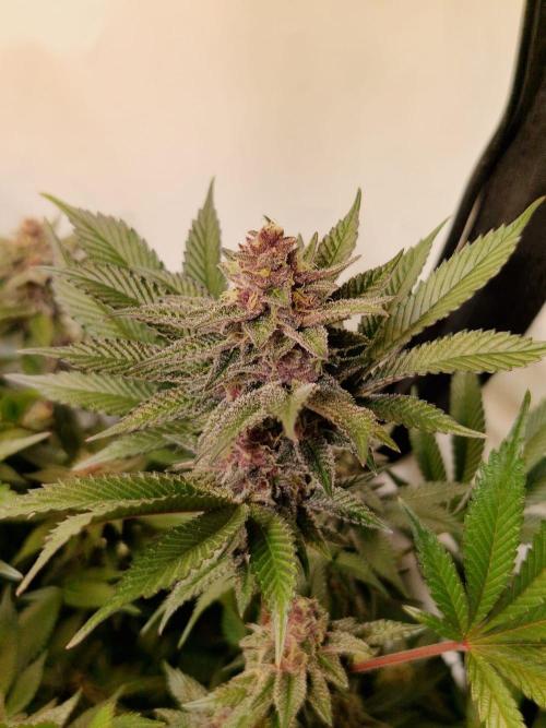 SBC #26 Super Buff Cherry. Week 13