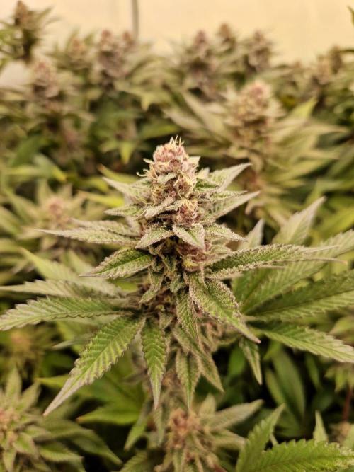 SBC #26 Super Buff Cherry. Week 13