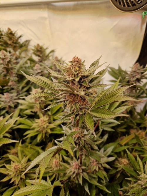 SBC #26 Super Buff Cherry. Week 13