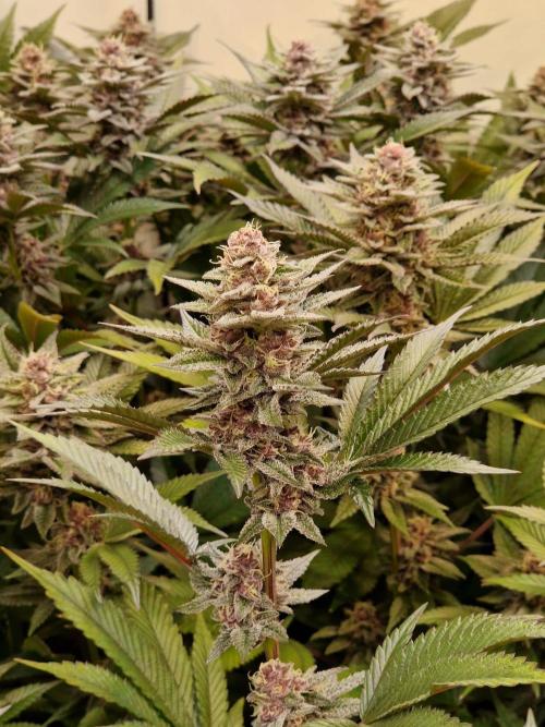 SBC #26 Super Buff Cherry. Week 13