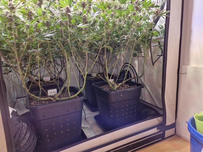 SBC #26 Super Buff Cherry. Week 13