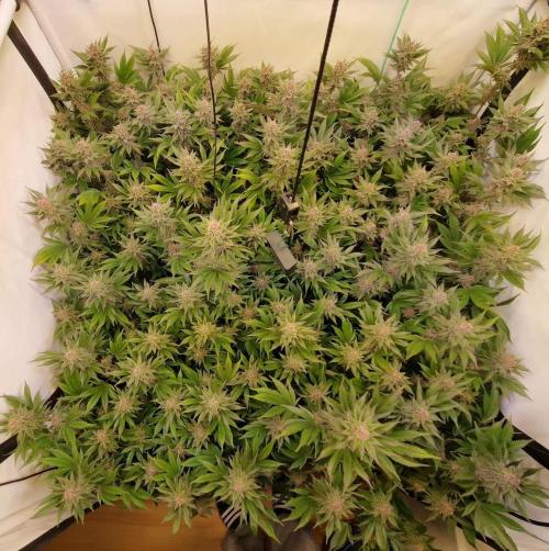 SBC #26 Super Buff Cherry. Week 13