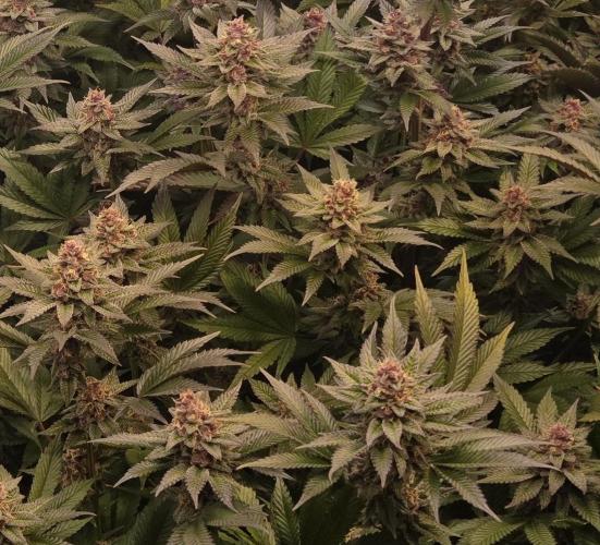 SBC #26 Super Buff Cherry. Week 14