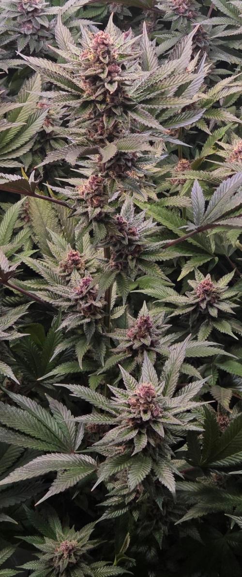 SBC #26 Super Buff Cherry. Week 14