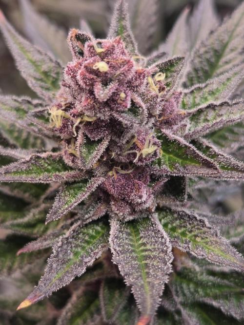 SBC #26 Super Buff Cherry. Week 14