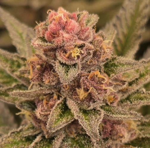 SBC #26 Super Buff Cherry. Week 14