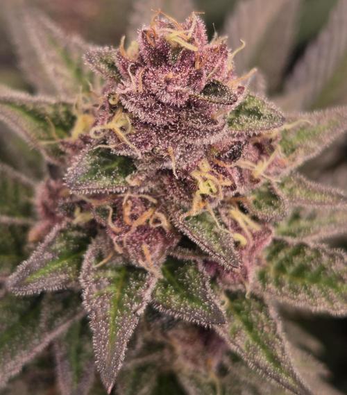 SBC #26 Super Buff Cherry. Week 14