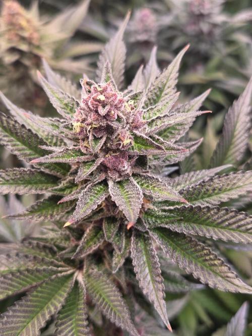 SBC #26 Super Buff Cherry. Week 14