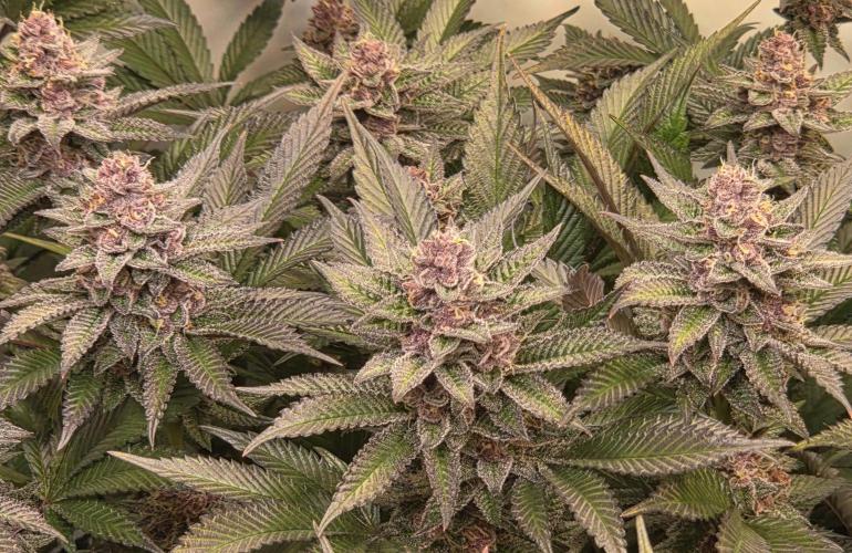 SBC #26 Super Buff Cherry. Week 14