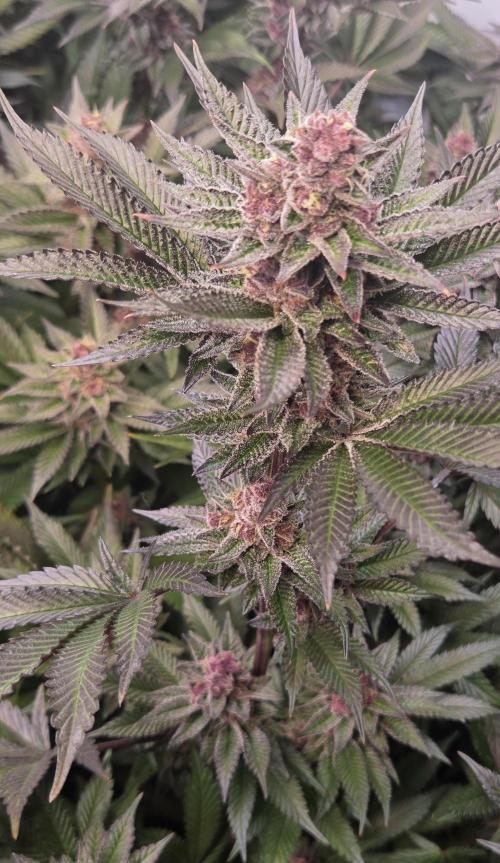 SBC #26 Super Buff Cherry. Week 14