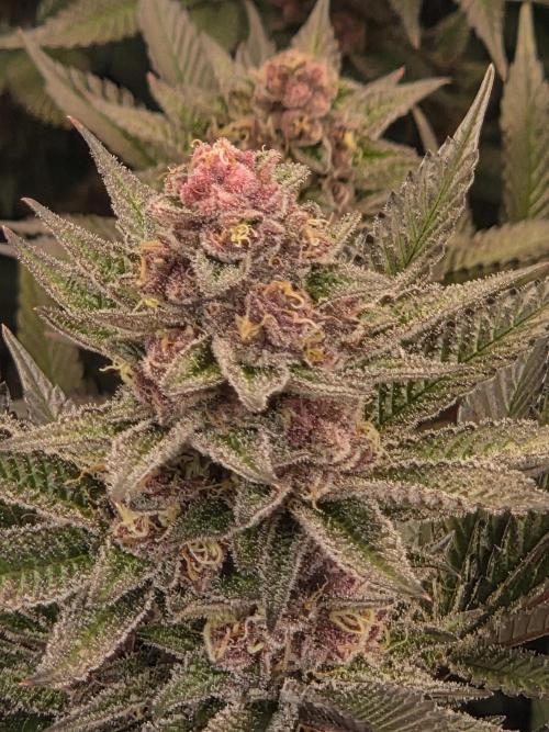 SBC #26 Super Buff Cherry. Week 14