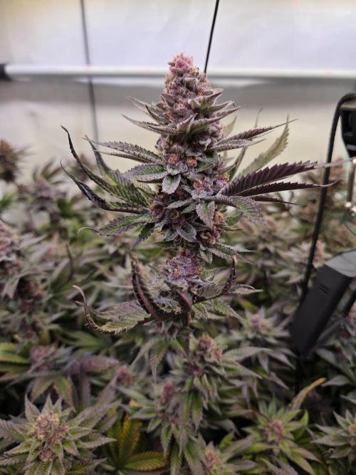 SBC #26 Super Buff Cherry. Week 15