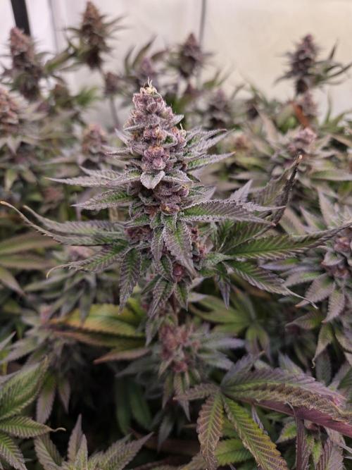 SBC #26 Super Buff Cherry. Week 15