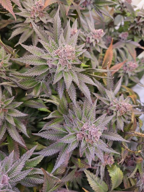 SBC #26 Super Buff Cherry. Week 15