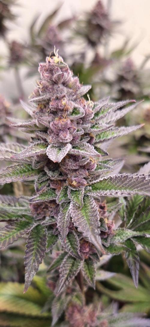 SBC #26 Super Buff Cherry. Week 15