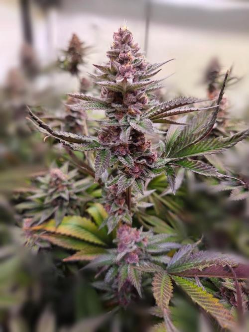 SBC #26 Super Buff Cherry. Week 15