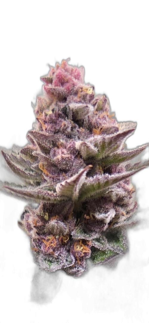 SBC #26 Super Buff Cherry. Week 15