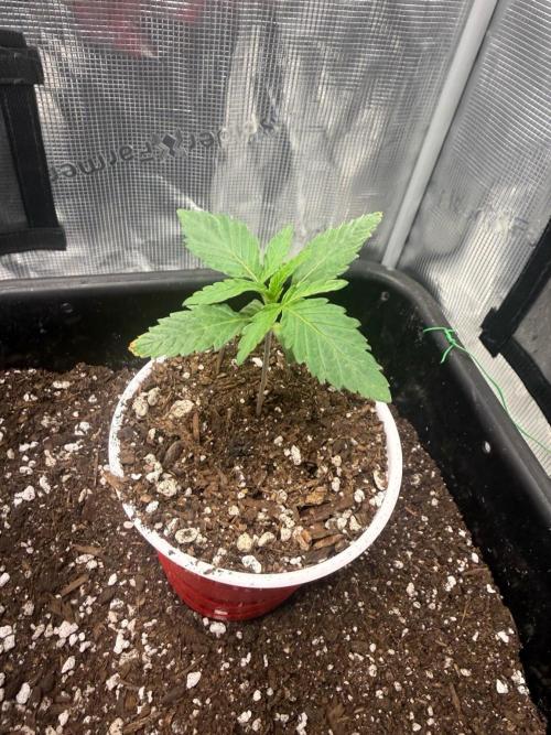 BlueCheese. Week 0 - 1st seed. actually on day 1, currently ahead by 5-12 days