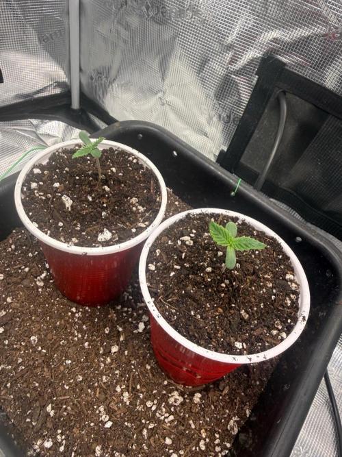 BlueCheese. Week 0 - both are same age. 