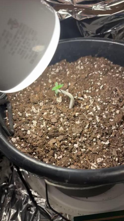 Mango smile fantasmo express cross