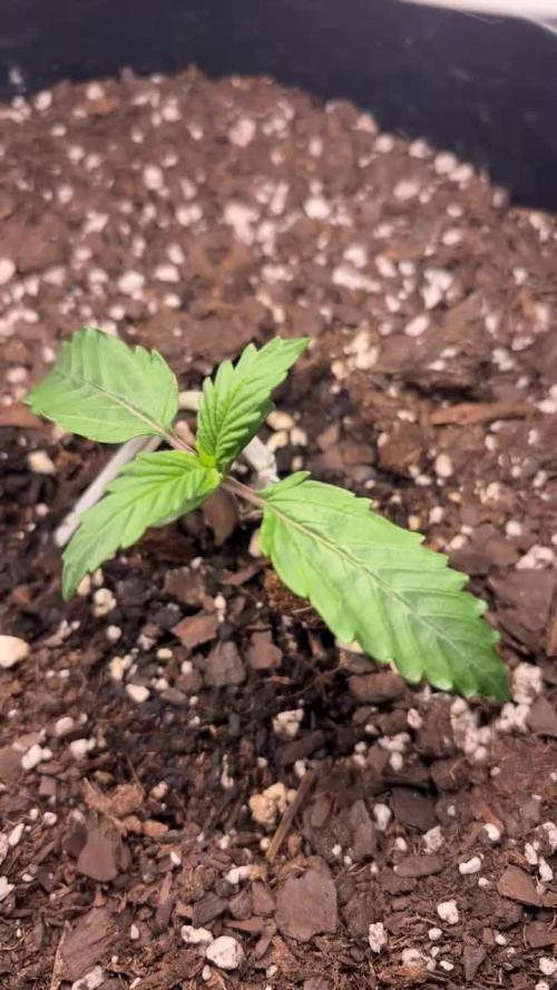 Mango smile fantasmo express cross