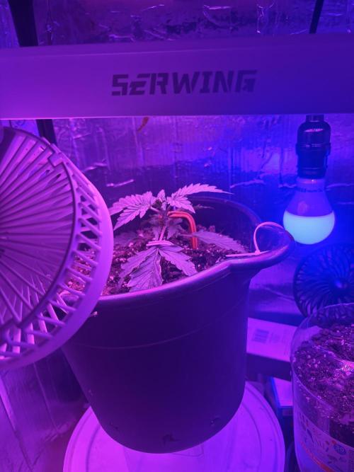 Mango smile fantasmo express cross. Week 2