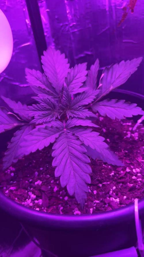 Mango smile fantasmo express cross